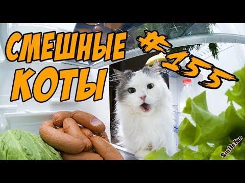 Самые Милые Котики  - Смешные Приколы с Котами 2018  - Коты и Кошки ДО СЛЁЗ