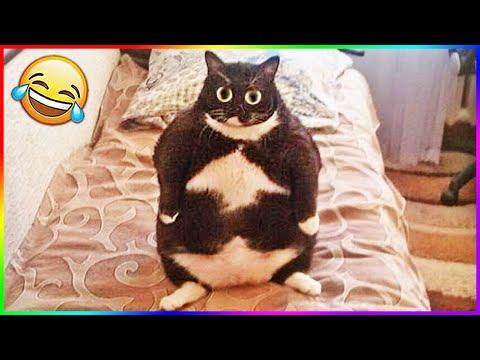 Я РЖАЛ ЦЕЛЫЙ ЧАС / СМЕШНЫЕ ЖИВОТНЫЕ 2020 / КОТЫ 2020 ПРИКОЛЫ С КОТАМИ Смешные Кошки и Коты