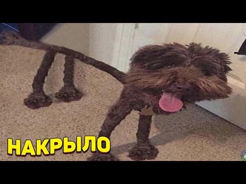 ЗАСМЕЯЛСЯ - ПОДПИСАЛСЯ!! ЛУЧШИЕ ПРИКОЛЫ 2021ТЕСТ НА ПСИХИКУ УГАР! #315
