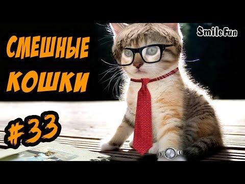 Смешные Кошки ДО СЛЕЗ Приколы с Котами 2017