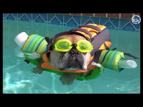 Смешные животные коты собаки и другие видео приколы 2018 (Funny pets) – Смешные кошки МатроскинТВ