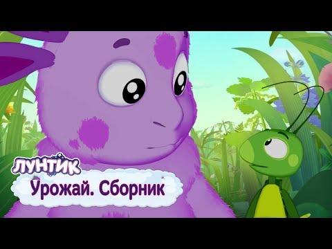 Урожай 