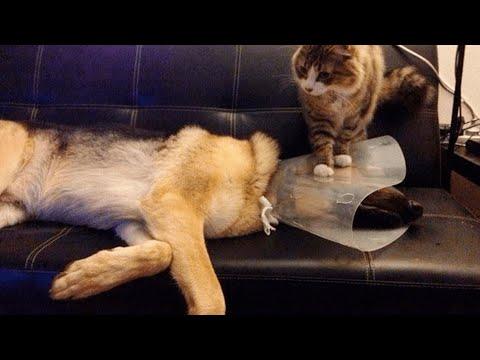 ПРИКОЛЫ С ЖИВОТНЫМИ /Смешные коты и собаки / Funny Animals