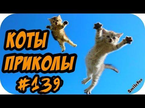 Коты Приколы с Кошками ДО СЛЁЗ 2018 Смешные Коты и Кошки