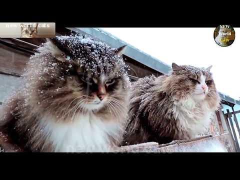 Приколы с животными - проворный кот | new crazy animals 69