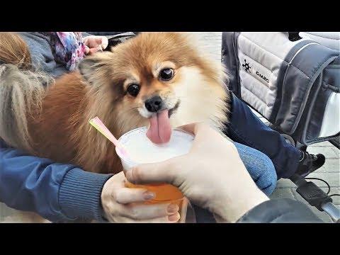 ПРИКОЛЫ ПРО ЖИВОТНЫХ Самые Смешные и Прикольные Видео с Животными ЛУЧШЕЕ ЗА НЕДЕЛЮ 101 MEDIA