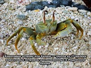 VK9CGJ Кокосовые Килинг острова. С сайта dxnews.com