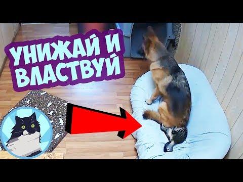 УНИЖАЙ И ВЛАСТВУЙ 