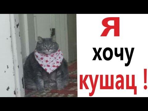 Лютые приколы. КОТ ХОЧЕТ КУШАТЬ!!! Самое смешное видео! Засмеялся проиграл! – Domi Show!