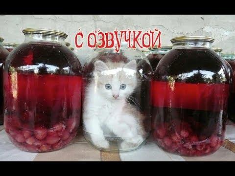 Приколы 2018 и новые смешные коты и кошки с ОЗВУЧКОЙ от PSO - ТОПовая подборка