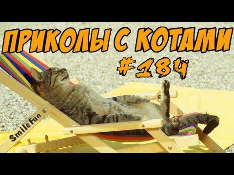 Я РЖАЛ ПОЛ ЧАСА Приколы с котами 2018  Смешные Коты и Кошки 2018