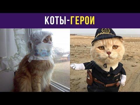 Приколы с котами. Коты-герои | Мемозг #8