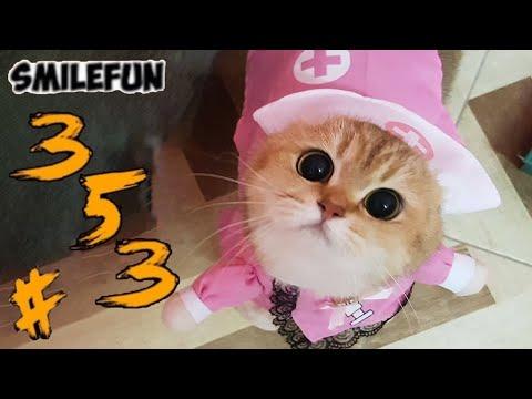 КОТЫ 2020 ПРИКОЛЫ С КОШКАМИ 2020 Смешные Коты и Кошки Funny Cats