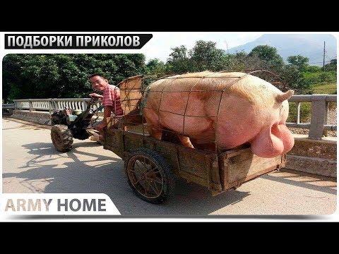 ПРИКОЛЫ 2018 Сентябрь #395 ржака до слез угар прикол - ПРИКОЛЮХА