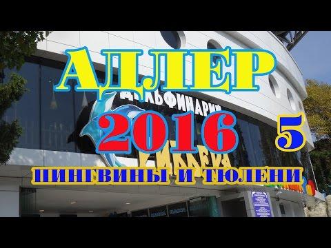 Адлер 2016. ч5. Пингвины и тюлени.