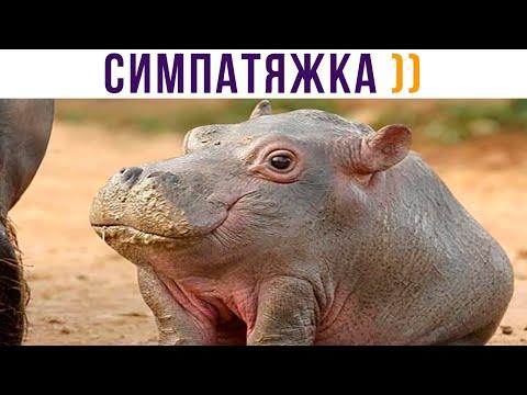 ЗАТО Я ОЧЕНЬ КРАСИВЫЙ))) Приколы | Мемозг 753