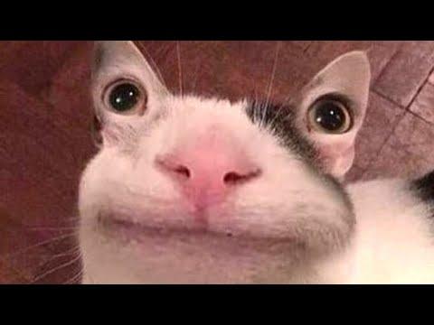Приколы , которые я нашел на болоте у Шрека