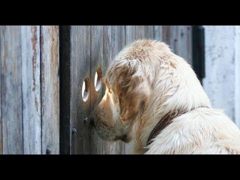 Я РЖАЛ ПОЛЧАСА. Смешные Коты и Собаки. ПРИКОЛЫ С ЖИВОТНЫМИ. Cute Cats #106
