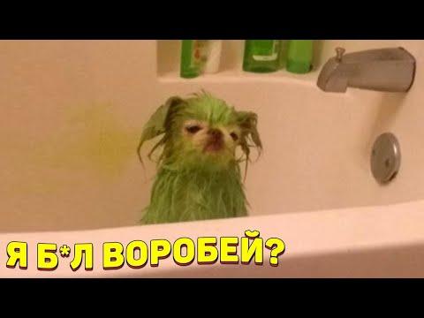 ЗАСМЕЯЛСЯ - ПОДПИСАЛСЯ!! ЛУЧШИЕ ПРИКОЛЫ 2020 ТЕСТ НА ПСИХИКУ УГАР! #285