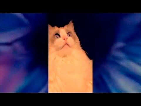 ЛУЧШИЕ ПРИКОЛЫ ЯНВАРЬ 2017 | Лучшая Подборка Приколов #197