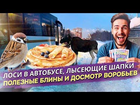 МИЛЛИОН НЕ НУЖЕН, ЛОСЬ В АВТОБУСЕ: Что еще? Итоги удивительной недели