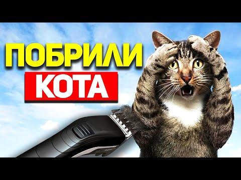 РАЗЫГРАЛИ КОТА | И СМЕХ И ГРЕХ ПРИКОЛЫ И ФЕЙЛЫ 2020