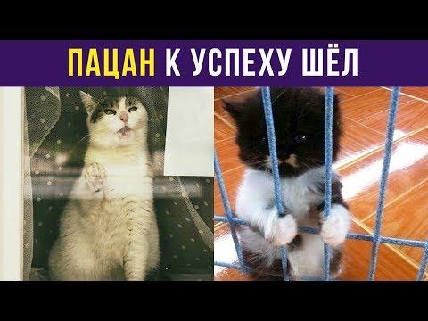 Приколы с котами. Пацан к успеху шёл | Мемозг #30