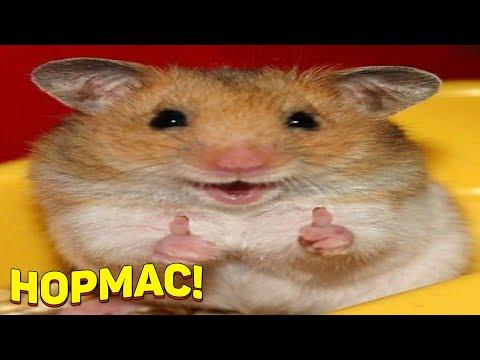 ЗАСМЕЯЛСЯ - ПОДПИСАЛСЯ!! ЛУЧШИЕ ПРИКОЛЫ 2020 ТЕСТ НА ПСИХИКУ УГАР! #286