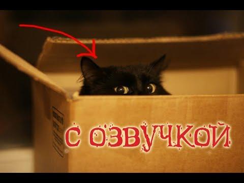 Приколы с котами и смешная озвучка животных – Ах эти коты и кошки от PSO