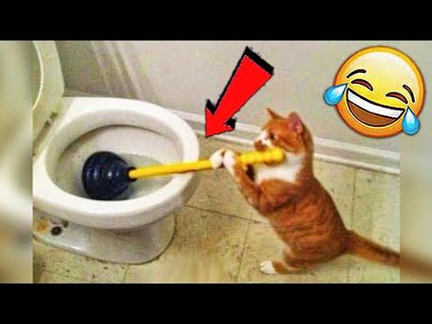 СМЕШНЫЕ ЖИВОТНЫЕ 2020 / ПРИКОЛЫ КОТЫ СОБАКИ, ЛУЧШИЕ ПРИКОЛЫ с Кошками и Собаками Funny Cats