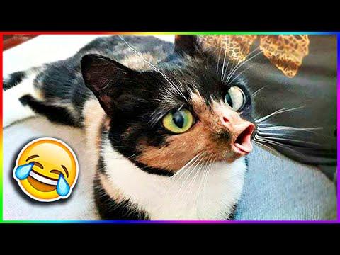 Я РЖАЛ ЦЕЛЫЙ ЧАС / СМЕШНЫЕ ЖИВОТНЫЕ 2020 / КОТЫ 2020 ПРИКОЛЫ С КОТАМИ Смешные Кошки и Коты