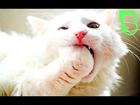 ЛУЧШИЕ ПРИКОЛЫ с котами Самые смешные видео про кошки и коты Подборка приколов Видео коты