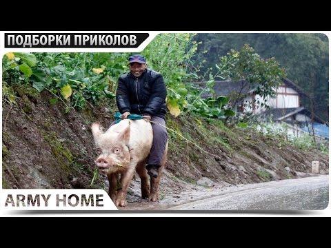 ПРИКОЛЫ 2017 Май #139 ржака до слез угар прикол - ПРИКОЛЮХА