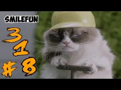 КОТЫ ПРИКОЛЫ С КОШКАМИ И КОТАМИ 2020 Cмешные Коты Funny Cats