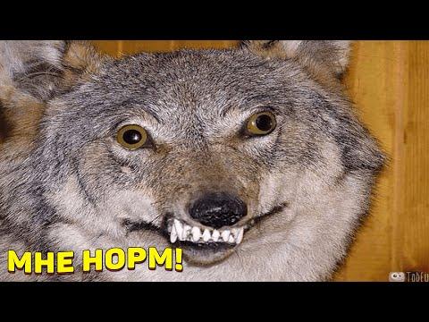 ЗАСМЕЯЛСЯ - ПОДПИСАЛСЯ!! ЛУЧШИЕ ПРИКОЛЫ 2020 ТЕСТ НА ПСИХИКУ УГАР! #262