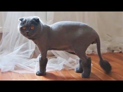 СМЕШНЫЕ СОБАКИ И КОШКИ ПРИКОЛЫ С ЖИВОТНЫМИ СМЕШНЫЕ ЖИВОТНЫЕ 2018 СМЕШНОЕ И СТРАННОЕ ВИДЕО
