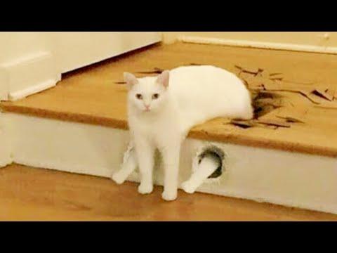 СМЕШНЫЕ КОШКИ 2021 И ДРУГИЕ ЖИВОТНЫЕ/ 10 МИНУТ СМЕХА/СМЕШНЫЕ ЖИВОТНЫЕ 2021/ЛУЧШИЕ ПРИКОЛЫ С КОТАМИ