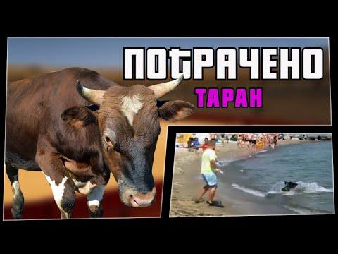 ПОТРАЧЕНО. Таран. Лучшие приколы 2020, смешные видео и фейлы