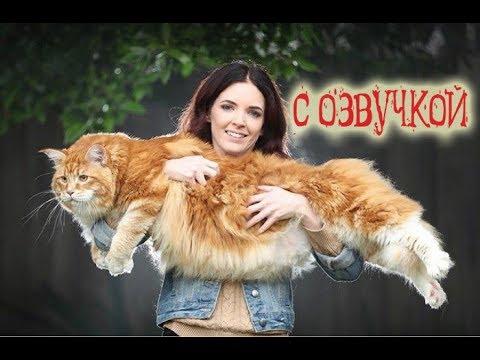 Приколы с котами с озвучкой – Смешные коты и кошки 2018 от Domi Show