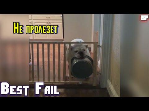 ЛУЧШИЕ ПРИКОЛЫ МАЙ 2017 | Лучшая Подборка Приколов #38