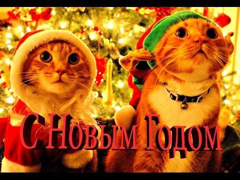 Смешное видео с кошками Смешные коты | Приколы с котами