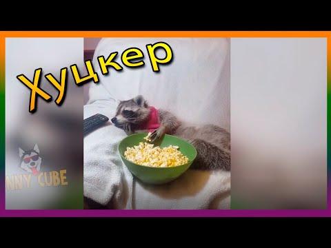 Смех до слез | Лучшие приколы 2021 Январь | Best Coub 2021 №32