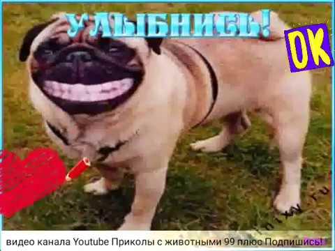 Приколы разные СМЕШНЫЕ