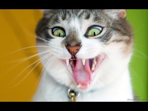 ОЧЕНЬ СМЕШНЫЕ ЖИВОТНЫЕ!ЛУЧШИЕ ПРИКОЛЫ !НОВИНКИ 2017!