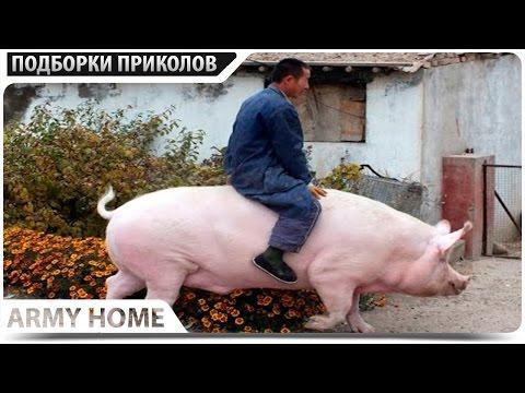 ПРИКОЛЫ 2017 Март #72 жесть угар прикол - ПРИКОЛЮХА