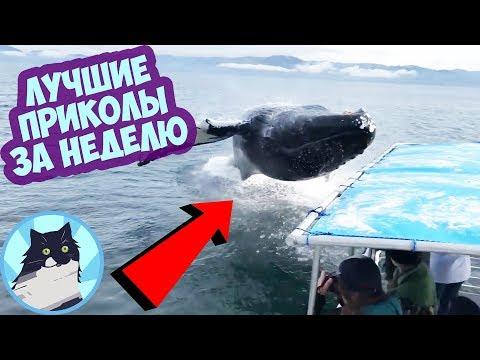 ЛУЧШИЕ ПРИКОЛЫ ЗА НЕДЕЛЮ 