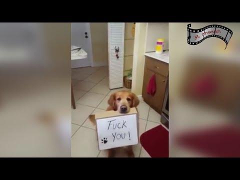 Новые приколы Июнь.  самые отборные приколы 2017