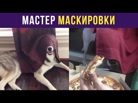 Приколы с собаками. Мастер маскировки | Мемозг #32