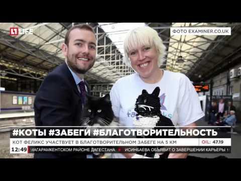 Кот Феликс участвует в благотворительном забеге на 5 км