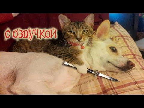Приколы с котами и смешная озвучка животных – Коты и Магия от PSO